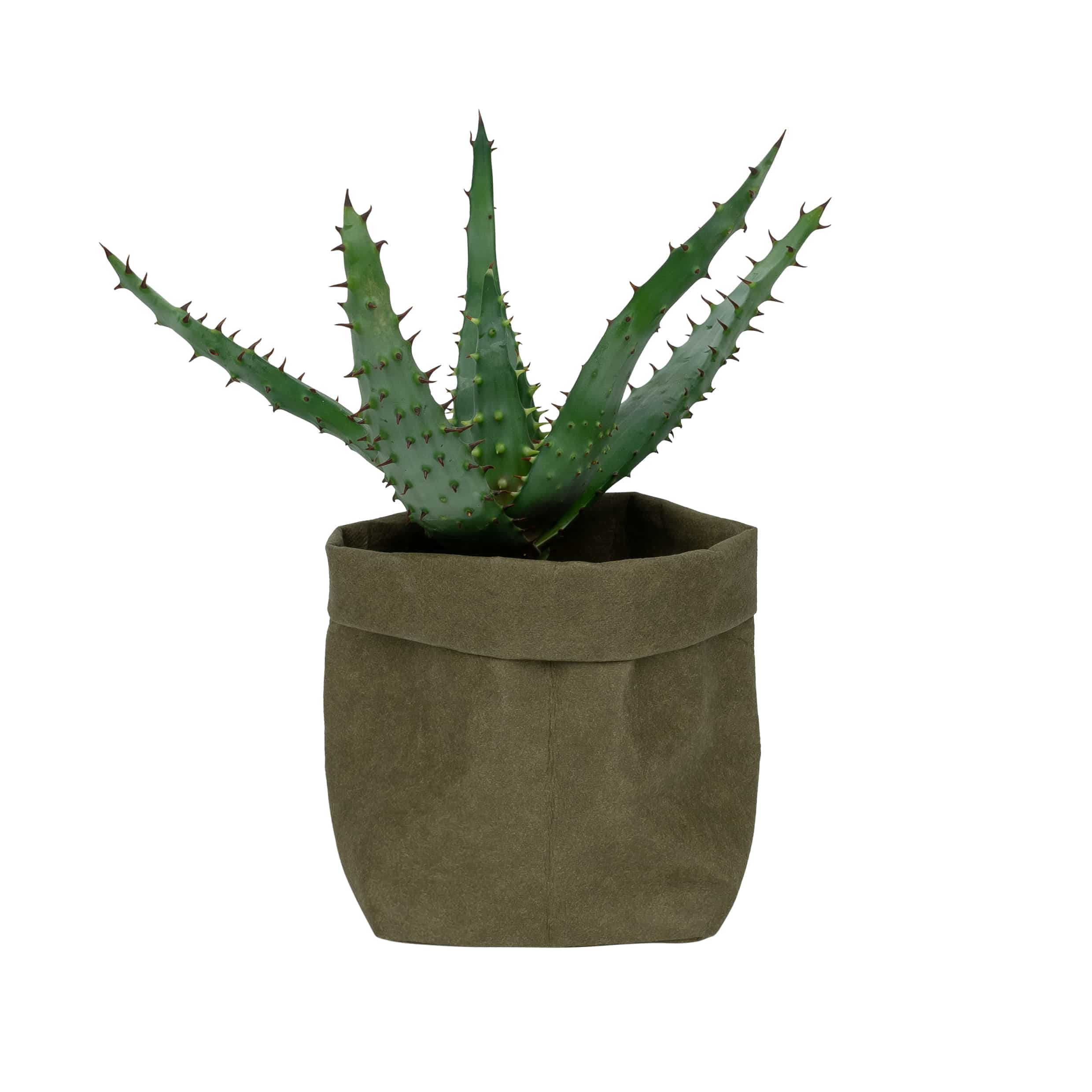 Donkergroene QUVIO plantenzak van kraftpapier – Stijlvolle, duurzame bloempot voor elk interieur