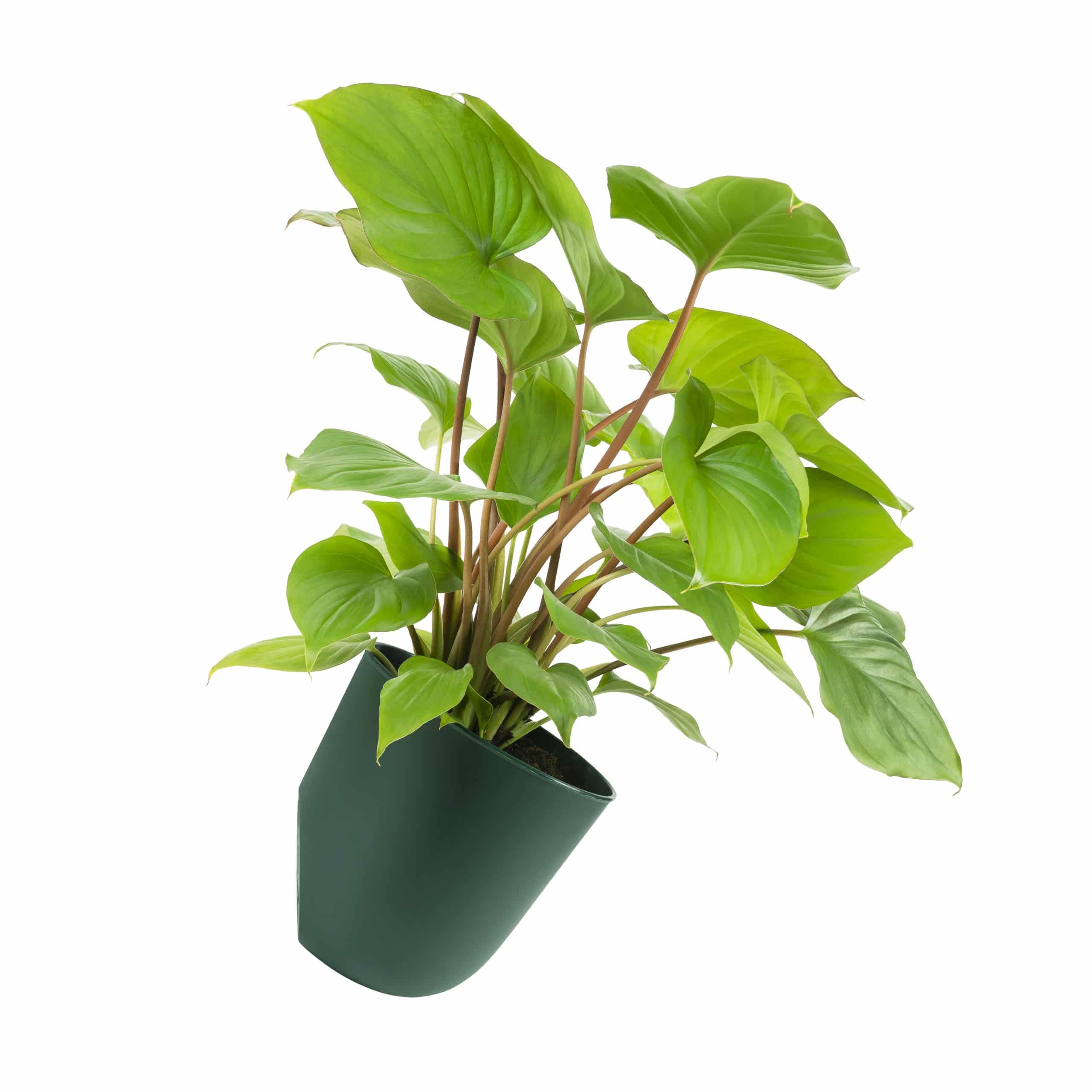 Donkergroene QUVIO wandbloempot 15 cm – compact, lichtgewicht en veelzijdig