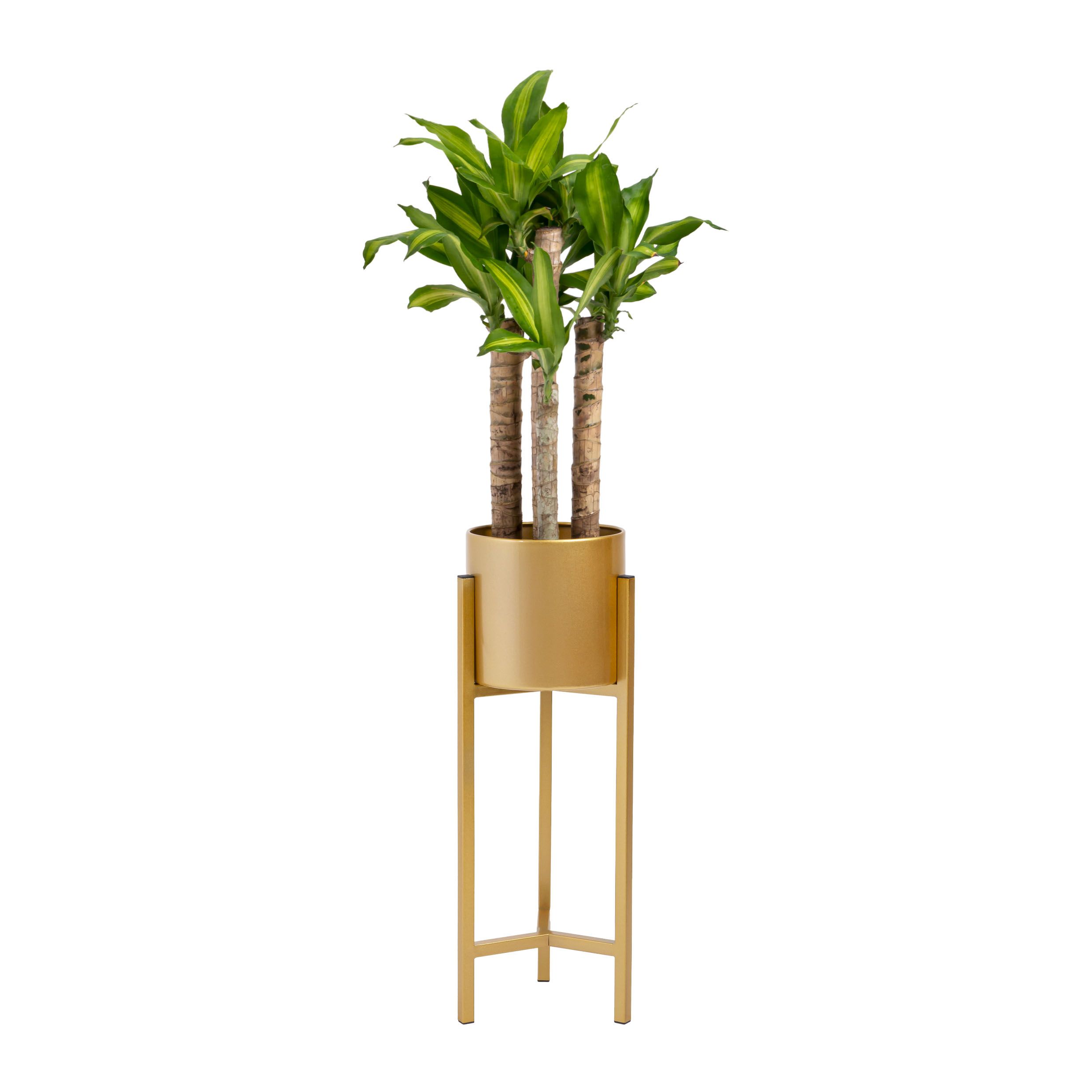 Luxueuze Gouden Plantenstandaard van QUVIO – Stijlvolle Steun voor Jouw Groene Accenten