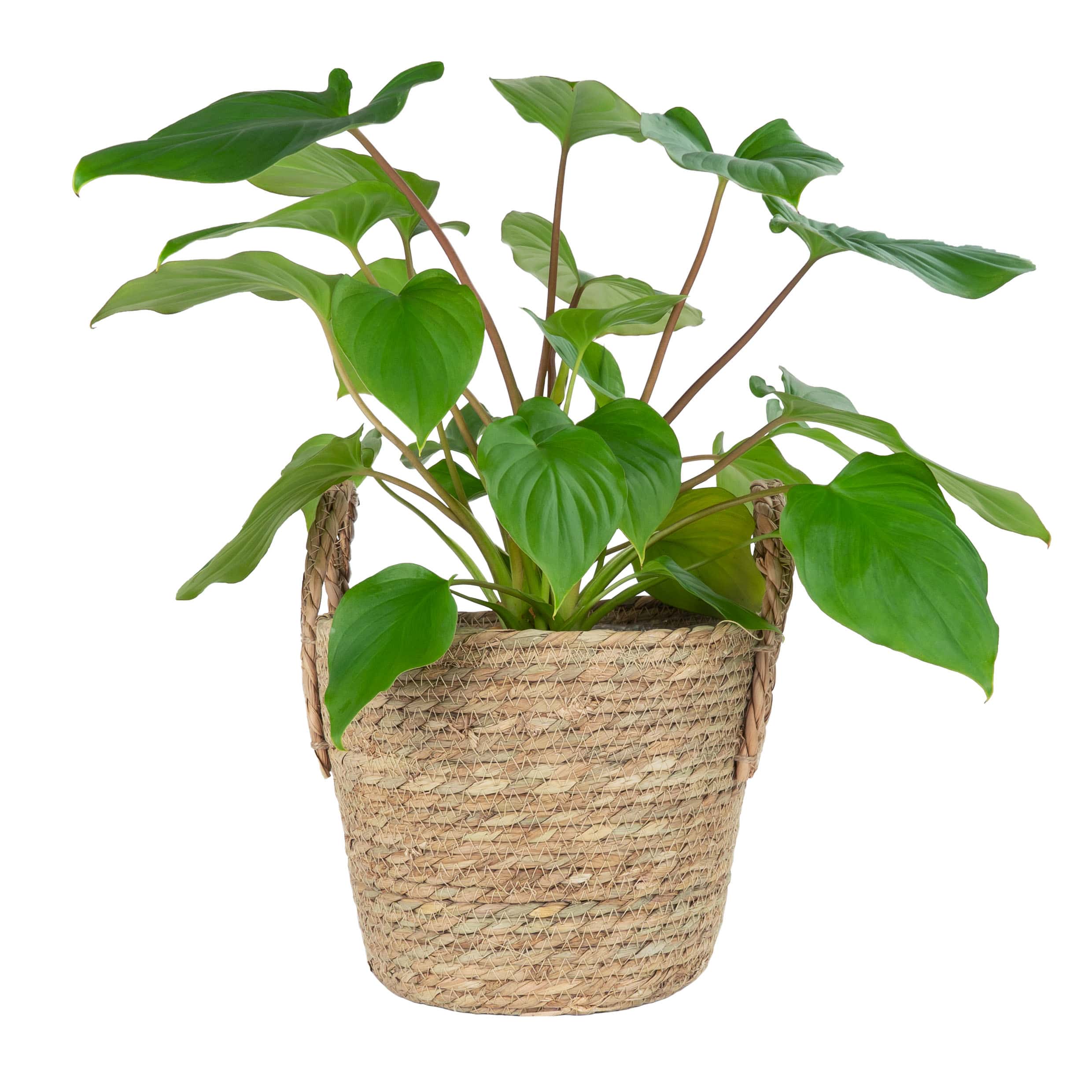 Quvio stijlvolle vlas plantenmand met handvaten – 25 × 20 cm