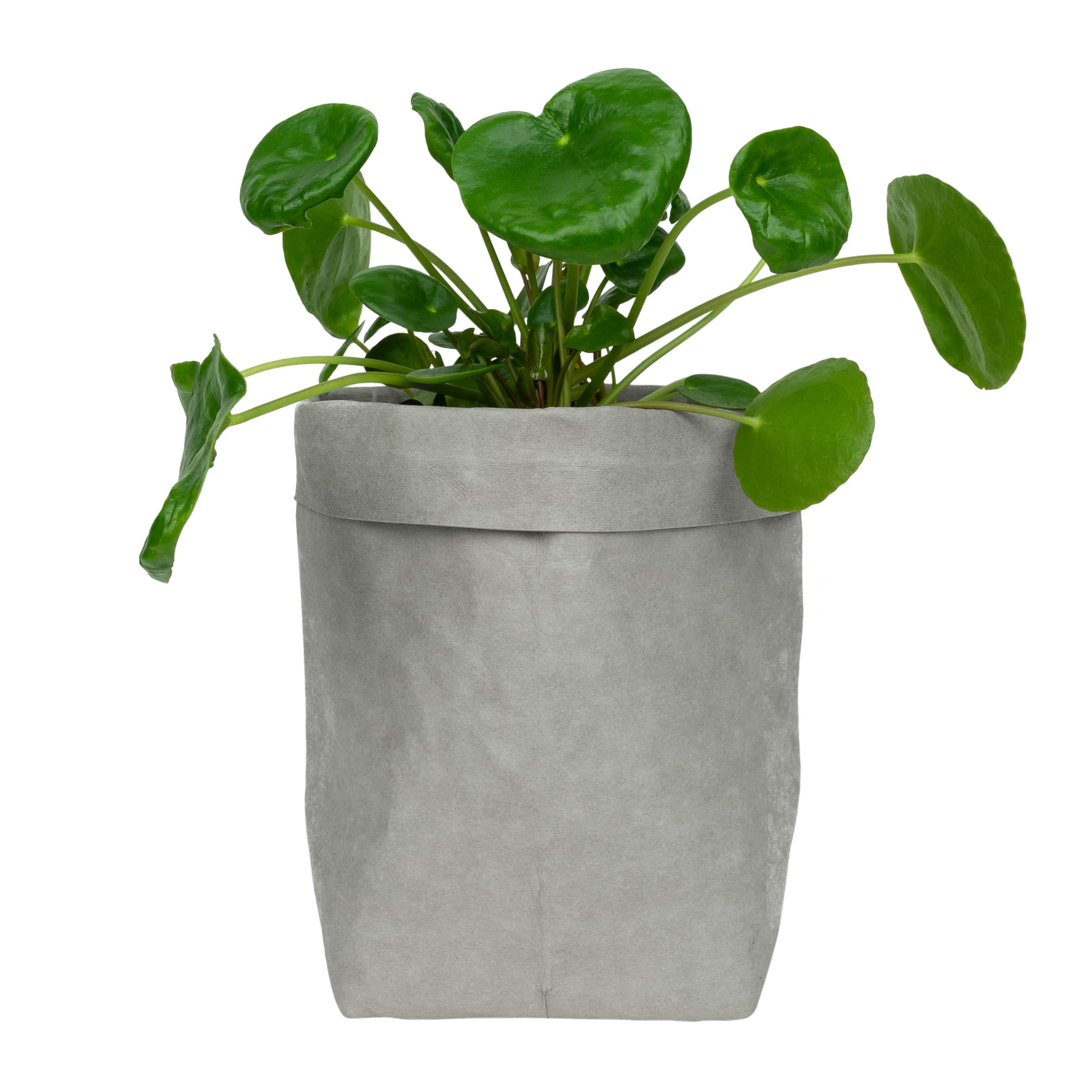 Stijlvolle grijze plantenzak van kraftpapier – QUVIO, 10 × 10 × 20 cm