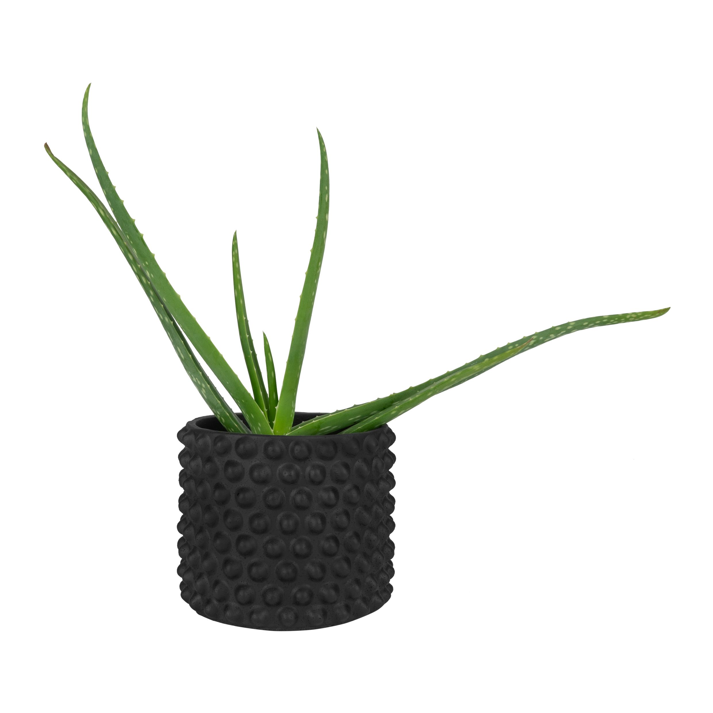 Stijlvolle zwarte betonnen bloempot met bolletjes – QUVIO 15 cm