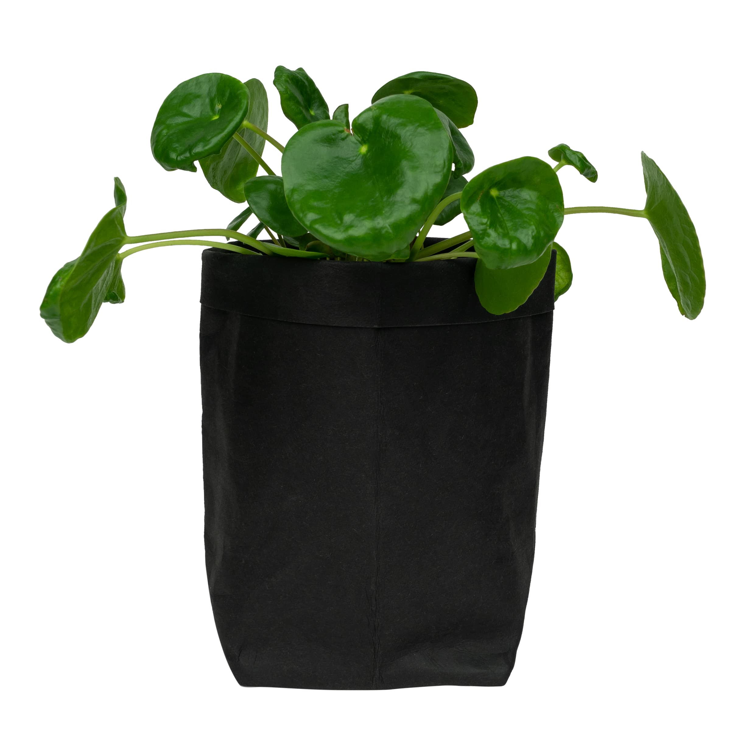 Stijlvolle Zwarte Plantenzak van Kraftpapier – QUVIO, 10 × 10 × 20 cm
